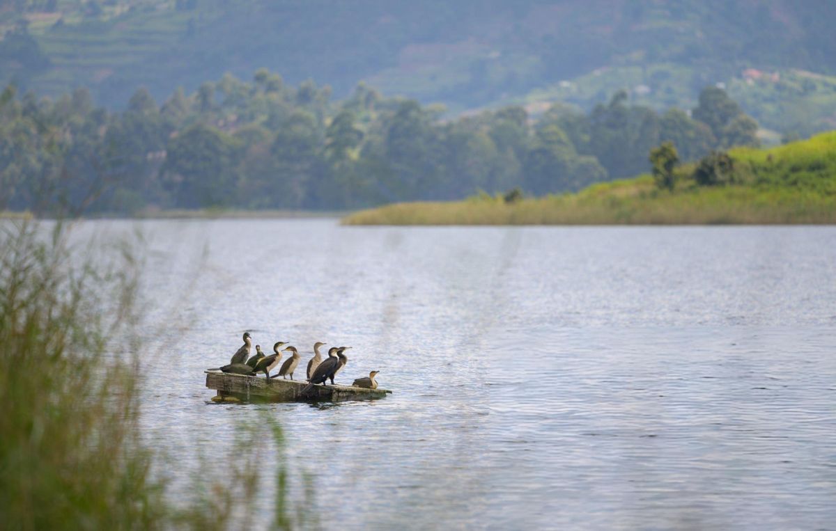 Birdwatcher's Paradise